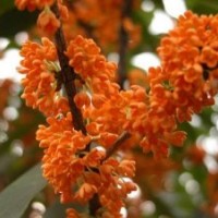 桂花小苗苗圃,永勝縣桂花小苗,莎莎園藝(多圖)