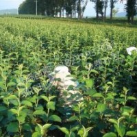 長期供應(yīng)蘋果苗山楂苗柿子苗梨樹苗桃樹苗