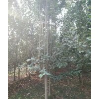 濟寧西府海棠_星衛(wèi)苗木_西府海棠工程苗