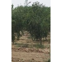 出售桃樹， 杏樹，棗樹，石榴樹，楊樹，紫葉李