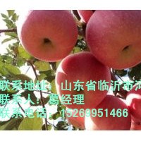 蘋果苗，柱狀蘋果苗，m739蘋果苗，各種蘋果苗