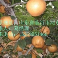 晚秋黃梨，金秋香梨，愛宕梨苗，梨樹苗最新報價