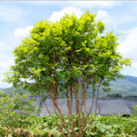 嘉寶果，樹(shù)葡萄