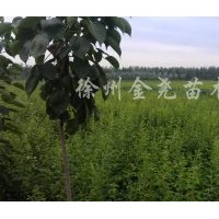 1000萬株木瓜1--2年苗