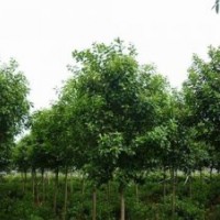 瀅涵苗木中心|大葉女貞|供應(yīng)大葉女貞