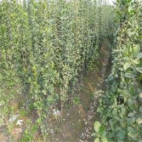 北海道黃楊_瀅涵苗木中心_北海道黃楊多少錢(qián)