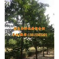 銀杏樹價(jià)格,千順銀杏,18公分嫁接銀杏樹價(jià)格