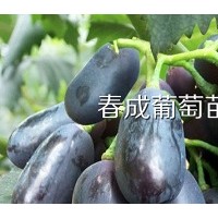 供應(yīng)葡萄苗