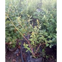 藍(lán)莓樹苗苗圃直銷、組培無菌藍(lán)莓樹苗最新價格