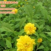 出售棣棠_棣棠_瀅涵苗木中心(多圖)