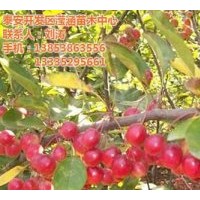冬紅果、瀅涵苗木中心、冬紅果品種