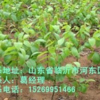 臨沂核桃苗，核桃苗價格，核桃苗批發(fā)