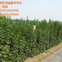 北海道黃楊市場價格,北海道黃楊,瀅涵苗木中心(圖)