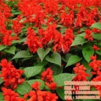 合勝花卉_遼寧草花_多年生草花生產(chǎn)