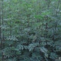 高產(chǎn)花椒小苗|新一年高產(chǎn)花椒小苗