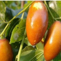 供應(yīng)棗樹(shù)苗,月光棗,夏棗