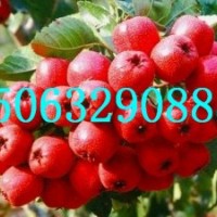 大五棱山楂苗，紅肉山楂苗，甜山楂苗，大金星山楂苗