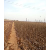 哪里有杜梨苗，多少錢？哪里有杜梨種子多少錢？