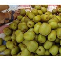 供應(yīng)四川2018新培育紅心獼猴桃苗