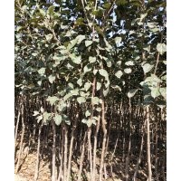 1.5米到2.5米蘋果樹苗10萬株<已嫁接﹥