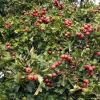 5公分6公分山楂樹低價(jià)出售