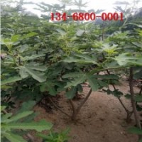 出售青皮無花果樹苗_1年生波姬紅無花果樹苗價格