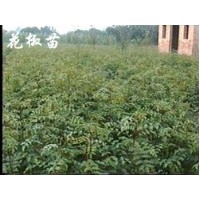 花椒苗 大紅袍花椒苗 獅子頭花椒苗低價(jià)出售