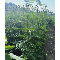 大紅袍花椒苗 山西花椒苗 大紅袍花椒苗價(jià)格