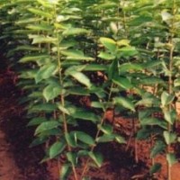 櫻桃基地直銷櫻桃苗 3--25公分櫻桃樹