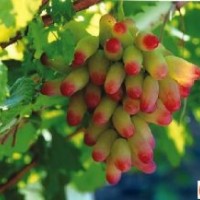 占地葡萄苗，金田玉指葡萄苗，金田玫瑰葡萄苗，夏黑葡萄苗，巨峰