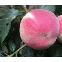 供應中桃六號桃樹苗