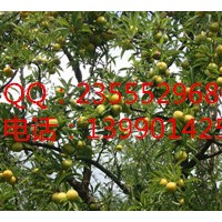 重慶李子樹苗，重慶李子苗批發(fā)，重慶晚熟李子苗基地