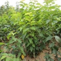 山西櫻桃基地櫻桃苗品種齊全