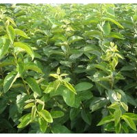 專營柿子苗葡萄苗軟棗苗花椒苗