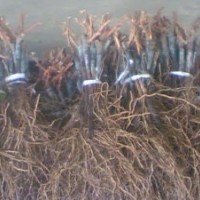 黑龍江葡萄苗、佳木斯葡萄苗、大慶出售葡萄苗