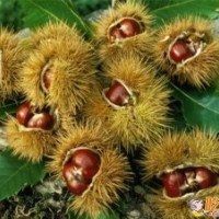 大紅袍，中華栗王，華光、石豐、玉豐、寶元