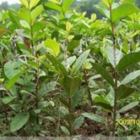 突尼斯軟籽石榴樹(shù)苗