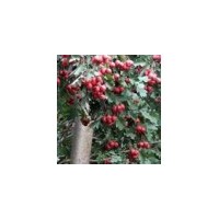 供應(yīng)山楂樹、綠化山楂樹、大規(guī)格產(chǎn)地山楂樹