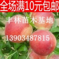 山西桃樹(shù)苗價(jià)格 紅不軟桃樹(shù)苗 中華壽桃 早熟晚熟桃樹(shù)苗