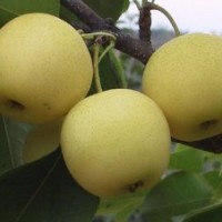 批量供應(yīng)梨樹果 銷售各種果樹高度梨樹苗 嫁接梨樹苗 量大優(yōu)惠