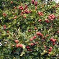 山楂樹 批發(fā)優(yōu)質(zhì)山楂樹 自產(chǎn)自銷山楂樹