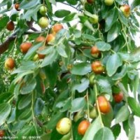 哪里有優(yōu)質(zhì)棗苗？