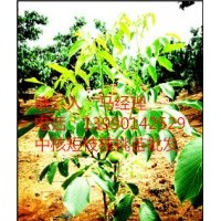 中核短枝品種來(lái)歷，河南優(yōu)良核桃苗，早實(shí)核桃苗價(jià)格