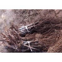 吉林出售葡萄苗、內(nèi)蒙出售葡萄苗、黑龍江出售葡萄苗