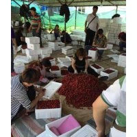 本基地秋冬預售成品大櫻桃苗 品種全 保品種包成活1-6年樹