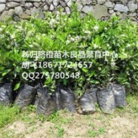 秭歸倫晚臍橙苗大量供應(yīng)