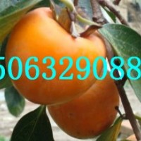 日本甜柿苗，富有柿子苗，次郎柿子苗，照天紅柿子苗