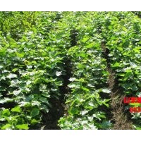 山東榛子苗價格