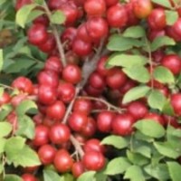 鈣果苗基地 求購中華鈣果苗 品種鈣果苗