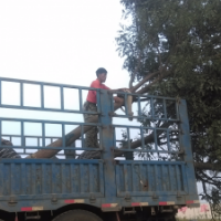 國槐 棗樹 柳樹 原產地大量出售